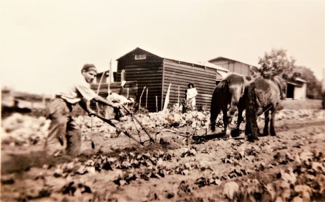 Francesco Telesi ploughing with John and Mrs Atkinson in the background