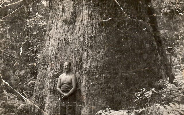 Ray Plowman beside giant blackbutt tree, Flaxton, 1947